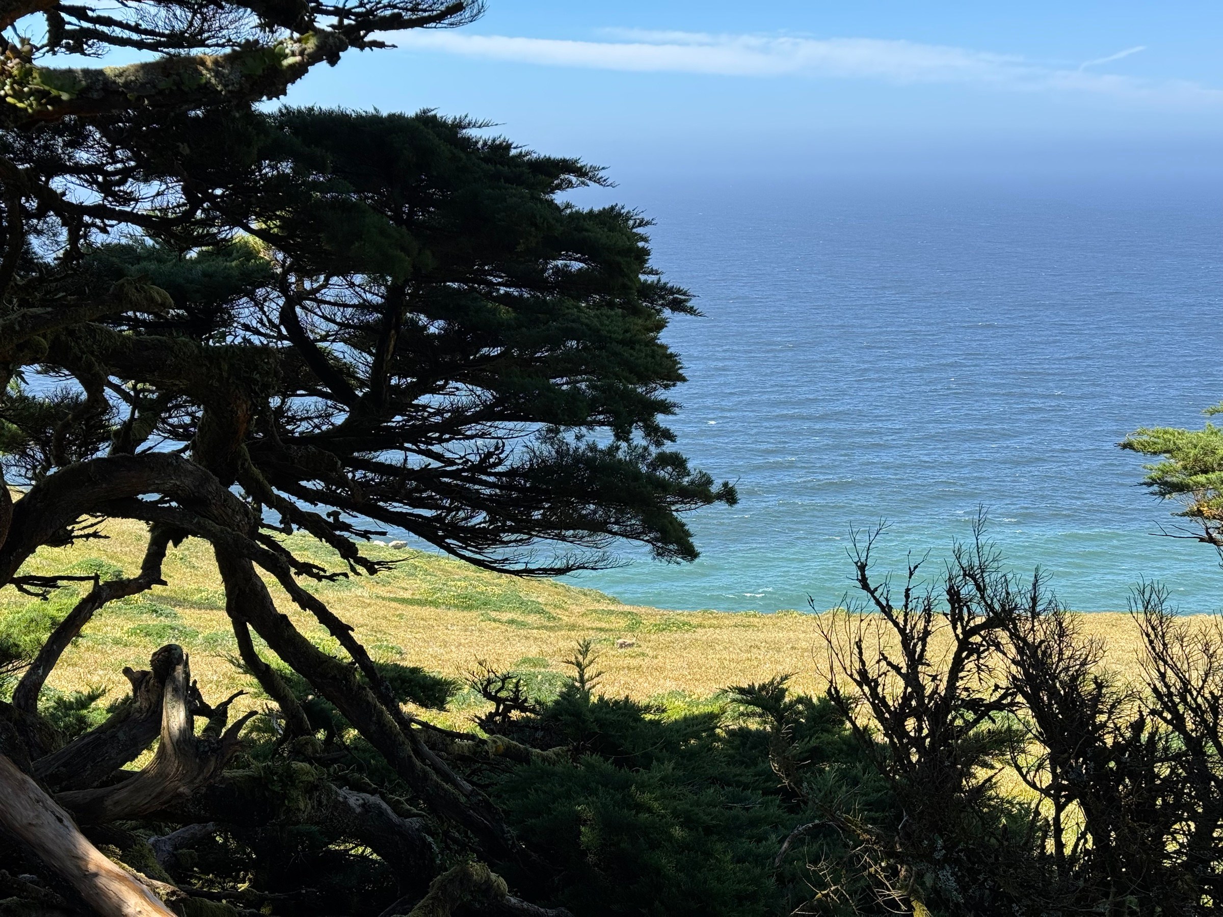 Dark coastal pines overlooking the Pacific Ocean